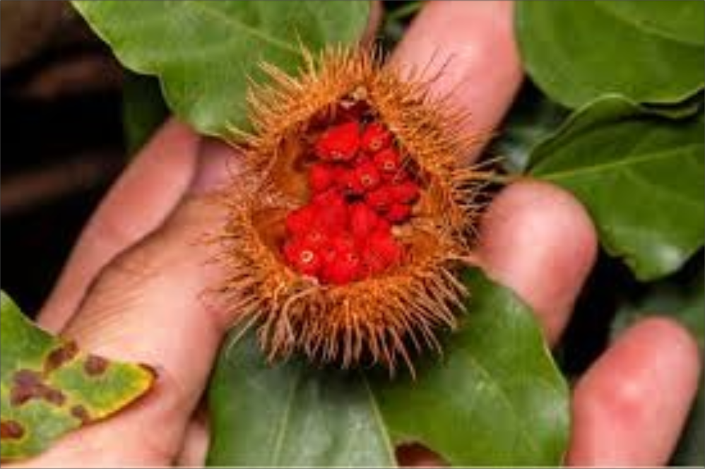 El achiote es condimento tradicional y superalimento. Rico en tocotrienoles (Vitamina E superior) y carotenoides